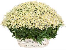 Цветочная композиция из Ромашки в корзине #REPLACE_PRED# Тарках